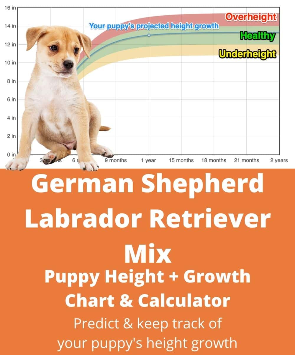 german-shepherd-labrador-retriever-mix Puppy height Growth Chart german-shepherd-labrador-retriever-mix Puppy height Growth Chart